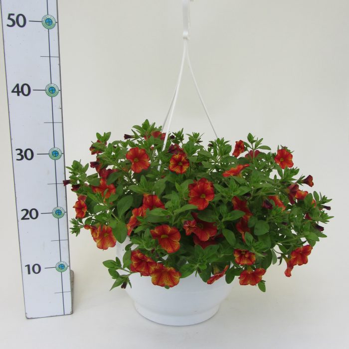 Ampel Calibrachoa uni, D 25
