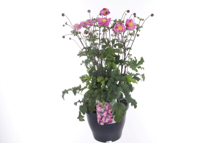 Anemone hup. Summer Breeze Bright Pink, D 23