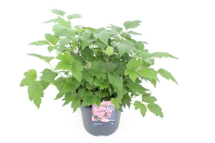 Anemone Rose, D 27