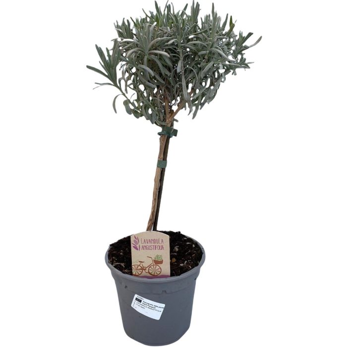 Lavandula angustifolia stam, D 14
