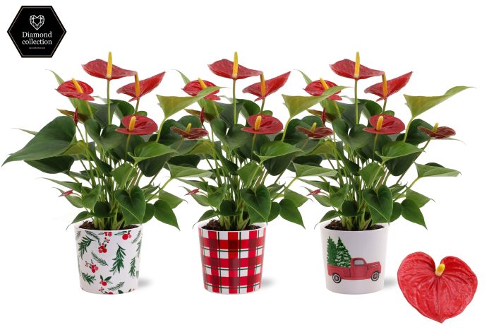 Anthurium 12 cm Diamond Red in Noel ceramics, D 12
