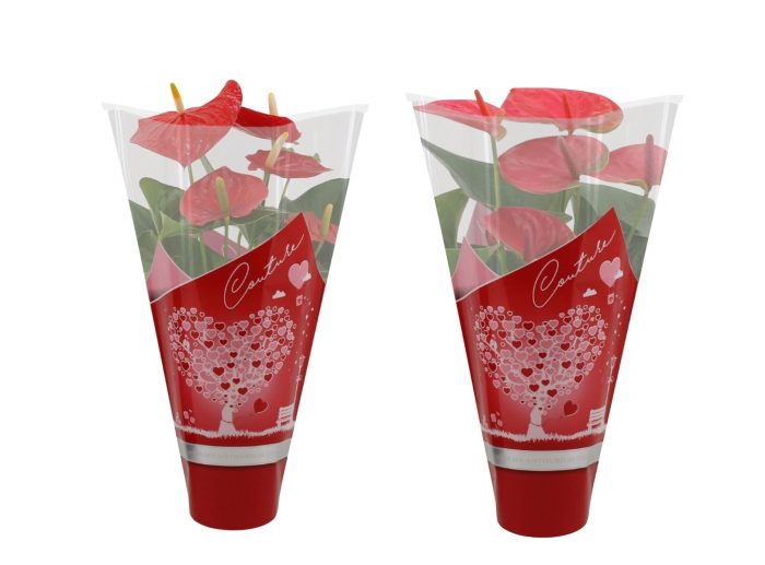 Anthurium 12 cm Red & Pink mix in Couture heart sleeve, D 12