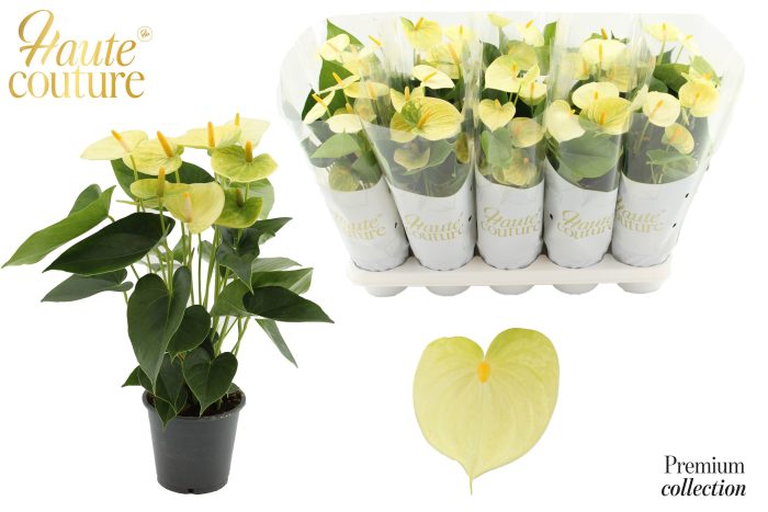 Anthurium 12 cm Vanilla in Haute Couture sleeve, D 12
