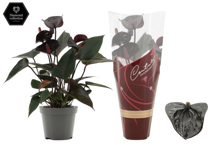 Anthurium 9 cm Black Love in Couture Diamond Line Purple sleeve, D 9