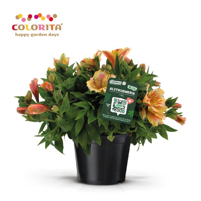 Alstroemeria Colorita geel, D 19