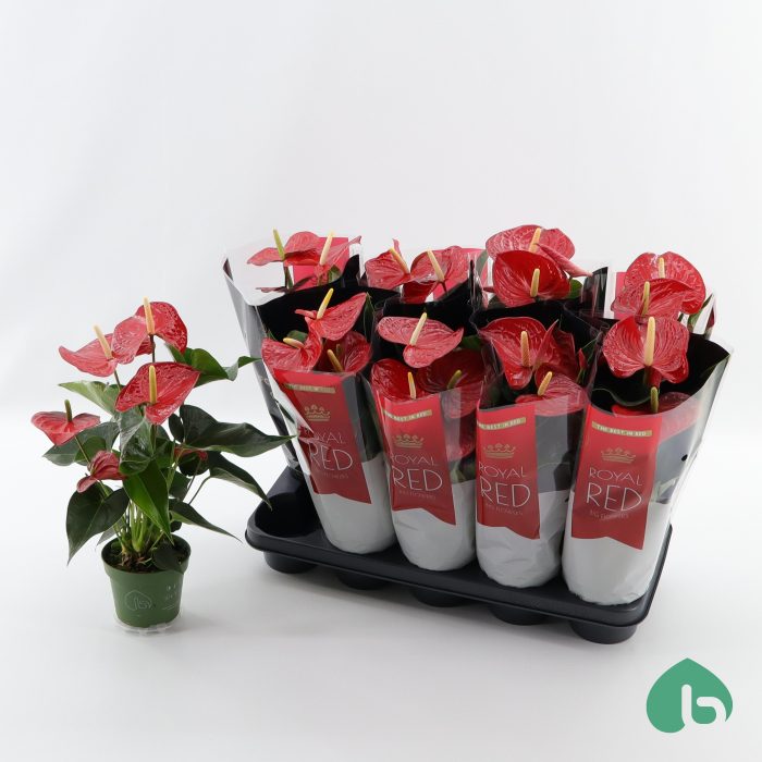Anthurium Royal Red ''Big Flowers'' Querida, D 12