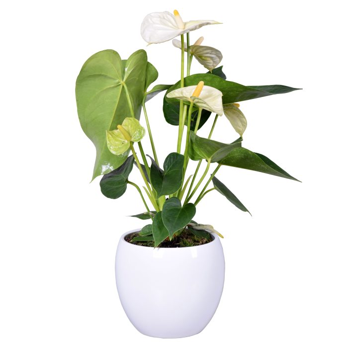 Anthurium Ton sur Ton in witte bolpot, D 13