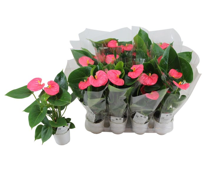 Anthurium XL.31 Arisa Pink 9cm in blanco hoes, D 9