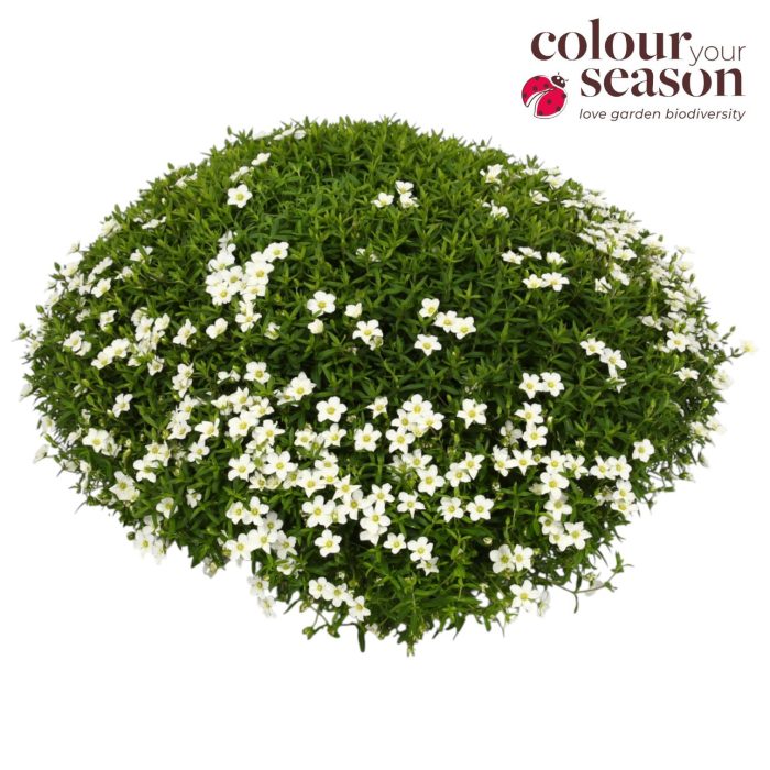 Arenaria Montana Ronda White P30, D 30