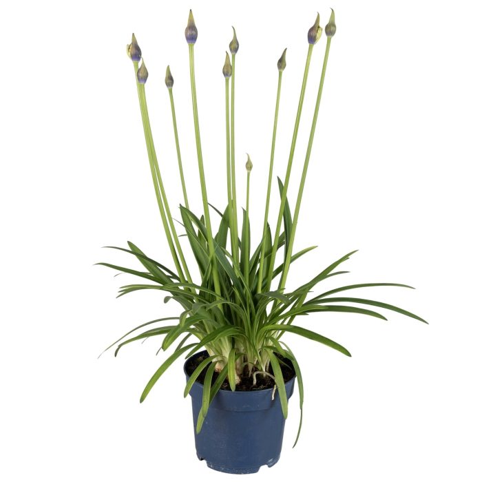 Agapanthus Amourette Shocking Blue, 6+ tak, D 17