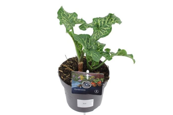 Arum italicum, D 13