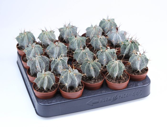 Astrophytum Ornatum E, D 5,5