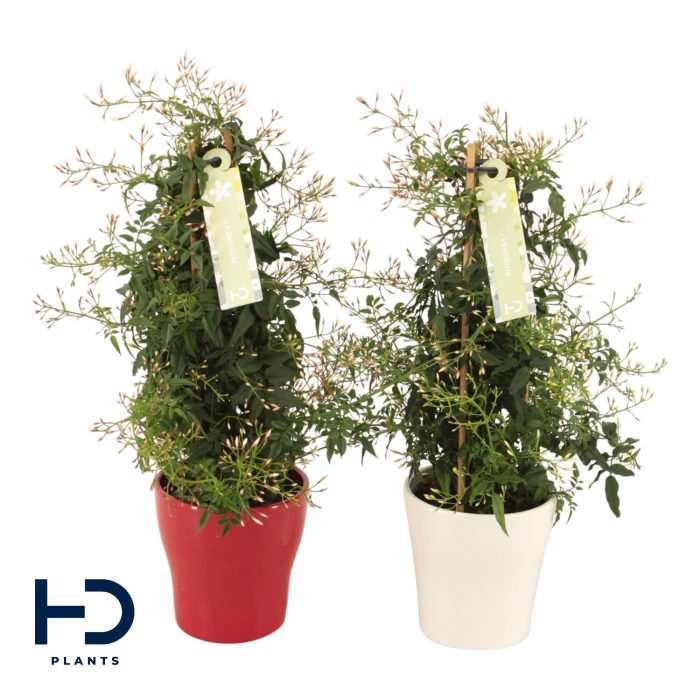 Jasminum zuil Anna keramiek mix p13 (Jasmijn), D 13