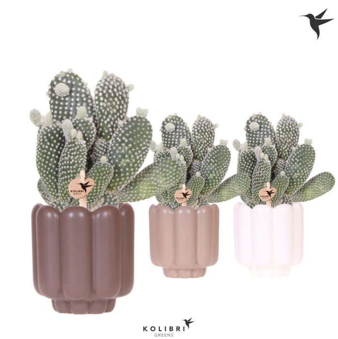 Kolibri Greens Opuntia white in Retro pot sand mix, D 9