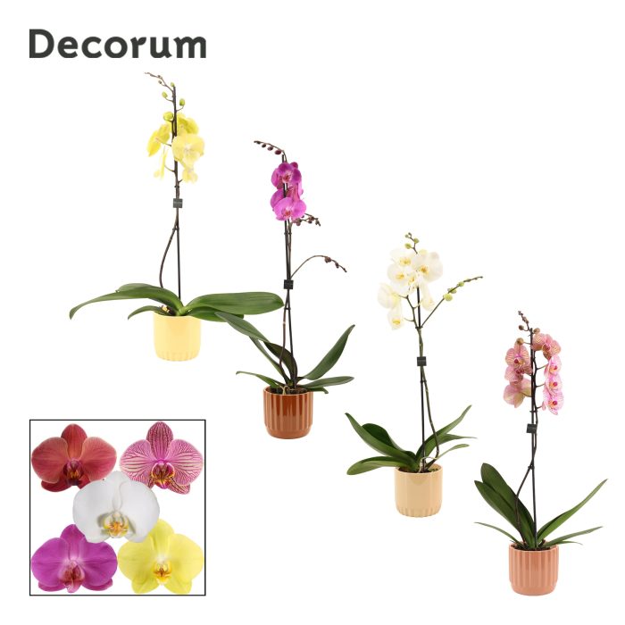 Phalaenopsis 1 tak 9+ mix in Liam (Coffee blend-collection), D 12