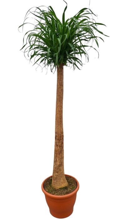 Beaucarnea 35 cm, D 35