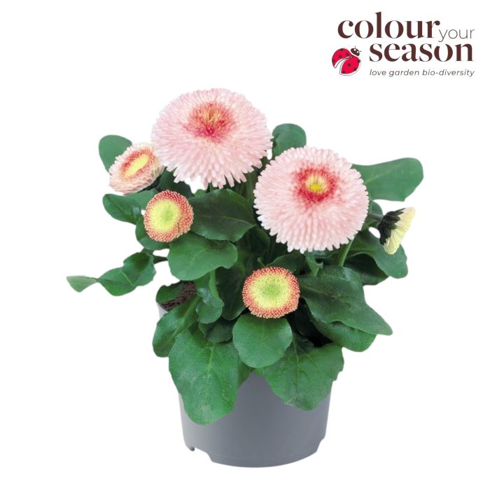 Bellis Tasso strawberries & cream P19, D 19