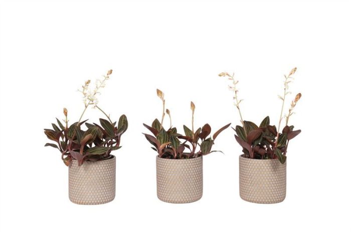 Betonpot p12 Joyce Ludisia Discolor 3+T, D 12