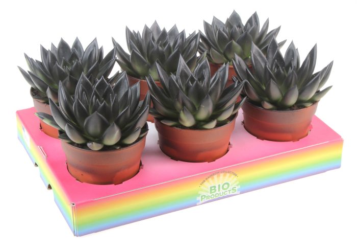 Bio miranda rainbow black, D 12