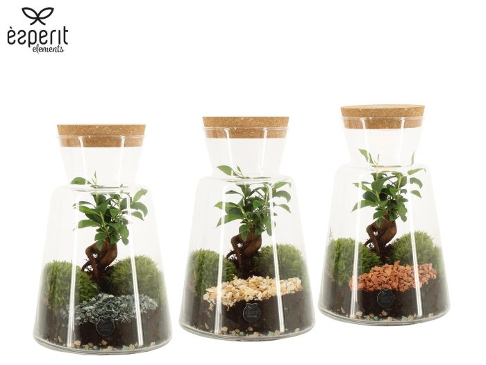 90892: Terrarium arrangement, D 17