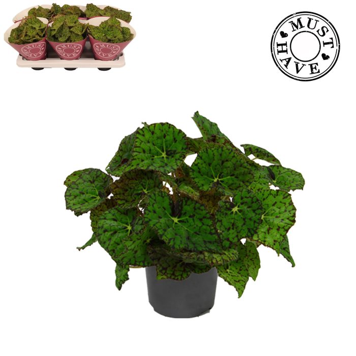 Bladbegonia Rex Lime Fever MUST HAVE, D 13