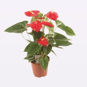 Anth. Mauii Red P17., D 17