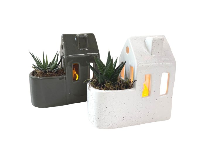 Candlehouse green/white D13 Haworthia mix Kerst, D 13