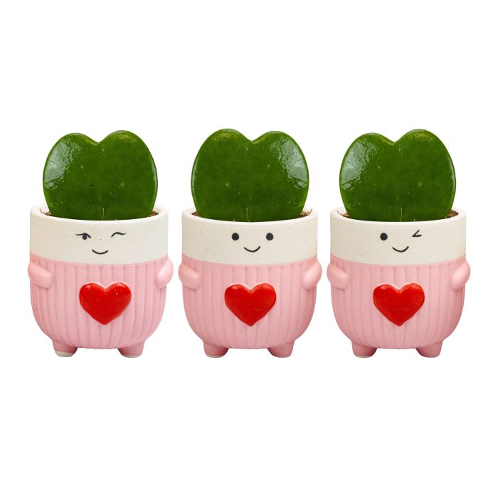 Love Cup with Hoya Kerrii, D 6