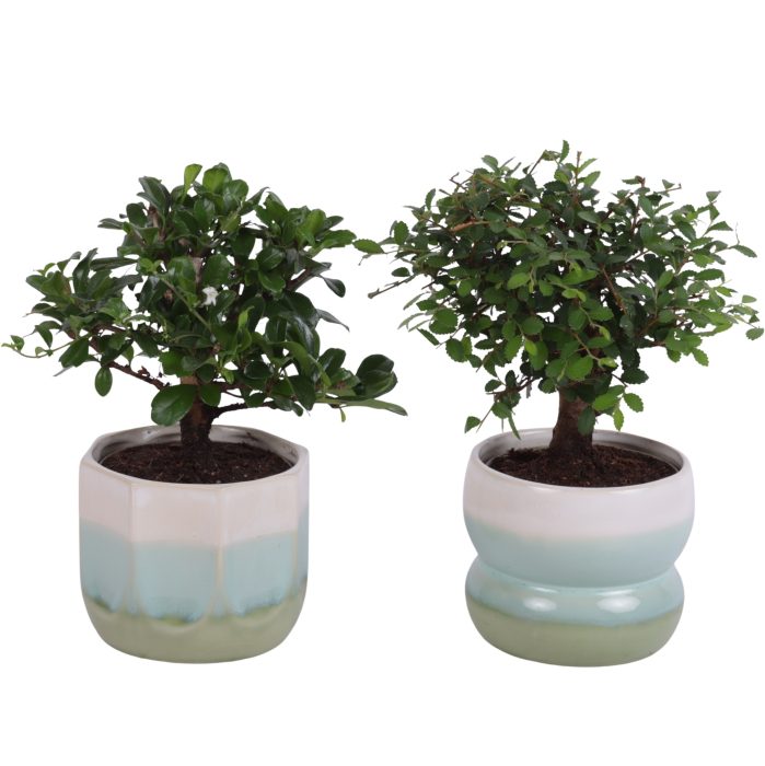 Bonsai Indoor Mix Ø 9cm Ball Shape in Ø11cm Ceramic FB675, D 11