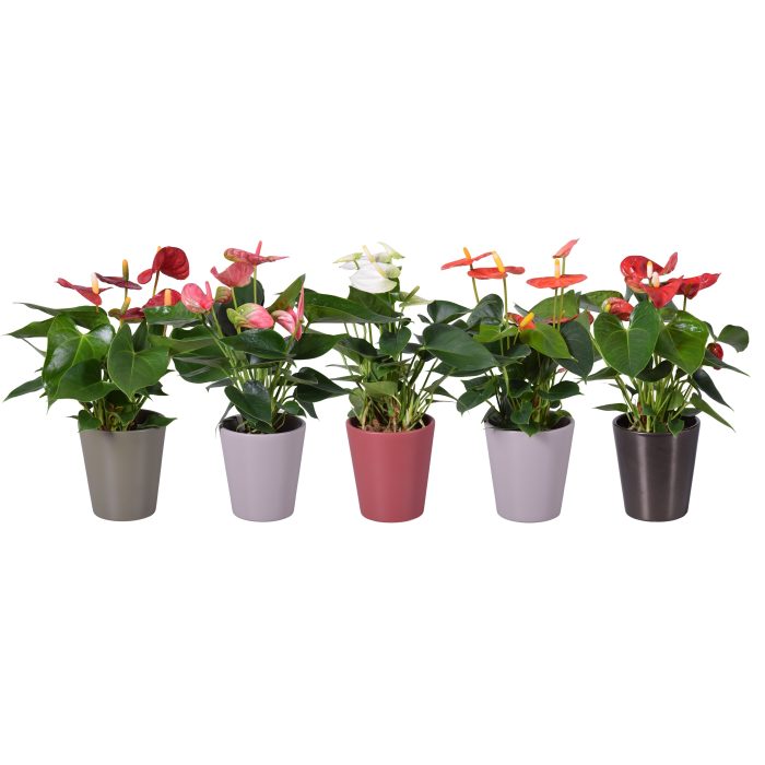 Anthurium ''XL-Flowers'' in diverse kleuren keramiek Autumn Zoë, D 11