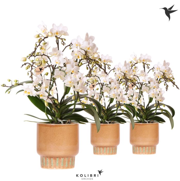 Kolibri Orchids Phalaenopsis Botanic 4 spike in Bold pot cognac, D 9