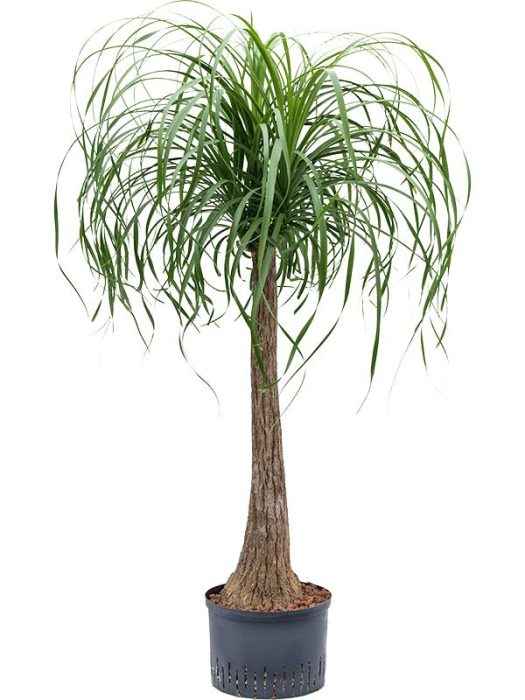 Beaucarnea recurvata, D 28