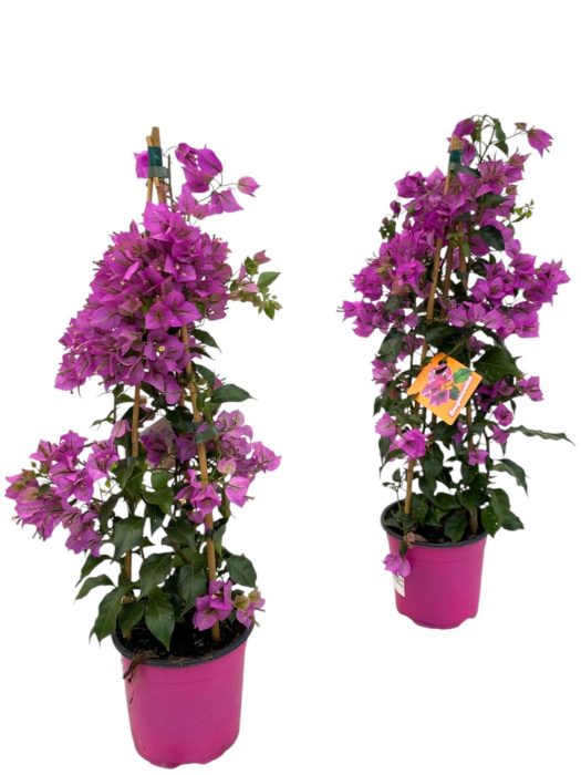 Bougainvillea Sanderiana piramide, D 17