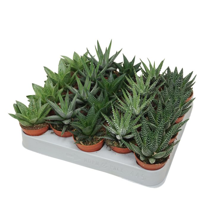 Aloë/Haworthia mix 5,5 cm, D 5,5
