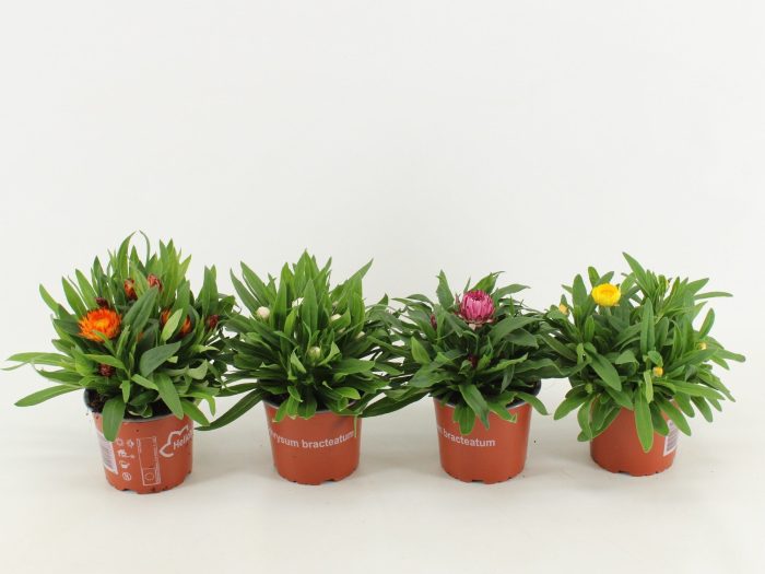 Bracteantha Dreamtime / strobloem mixtray, D 12