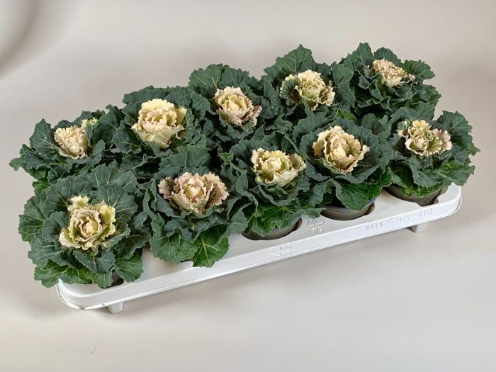 Brassica glad wit, D 10,5