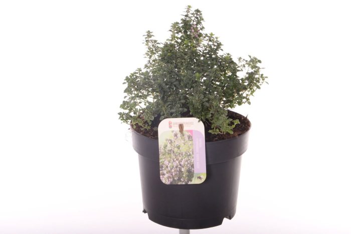 Thymus citr. Silver Queen, D 17