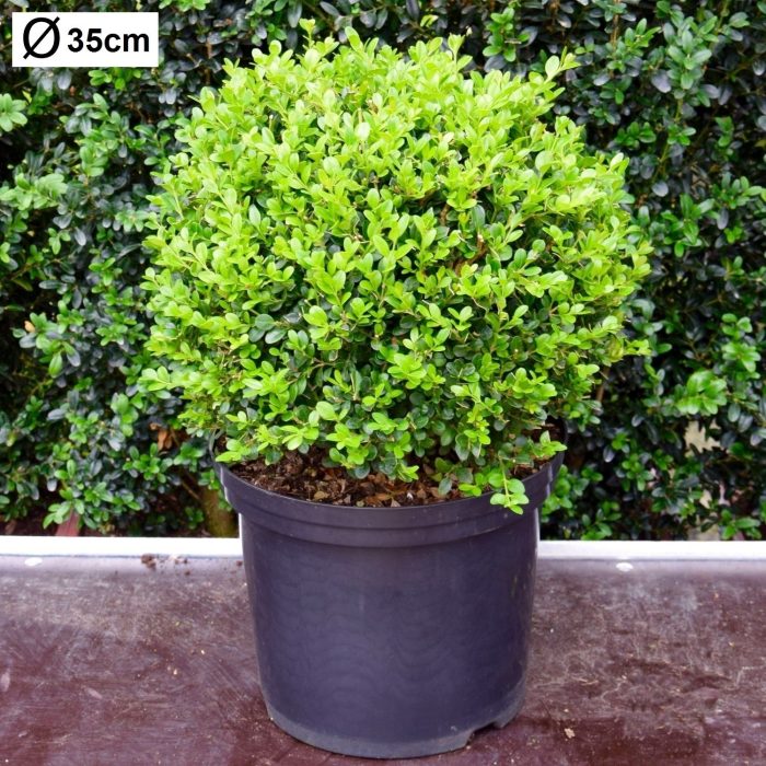 Buxus microphylla 'Faulkner' 35cm bol, D 29