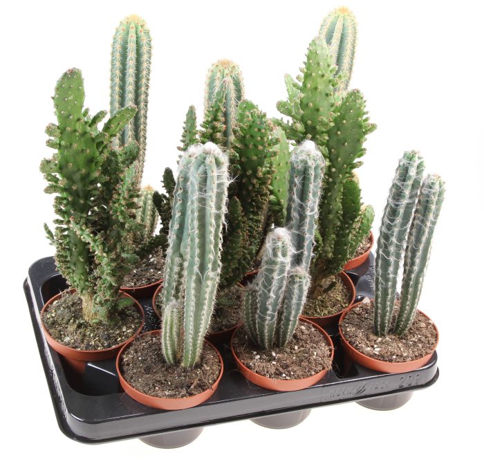 Cactus zuil mix XXL, D 10,5