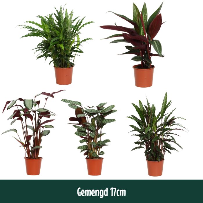 Calathea 17cm gemengd - Living, D 17