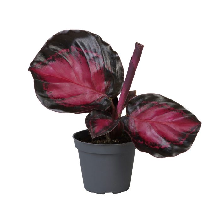 Calathea Crimson Web� 6 cm, D 6