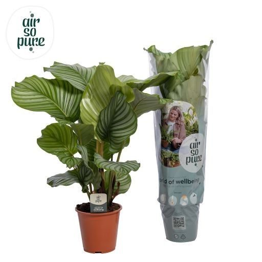 Calathea Orbifolia Air so Pure, D 19