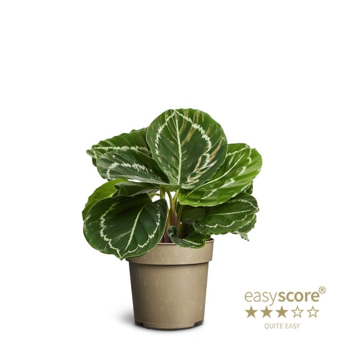 CALATHEA ROSEOPICTA 'Green', D 11