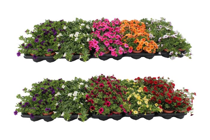 Calibrachoa 'Chameleon' mixlayer, D 10,5