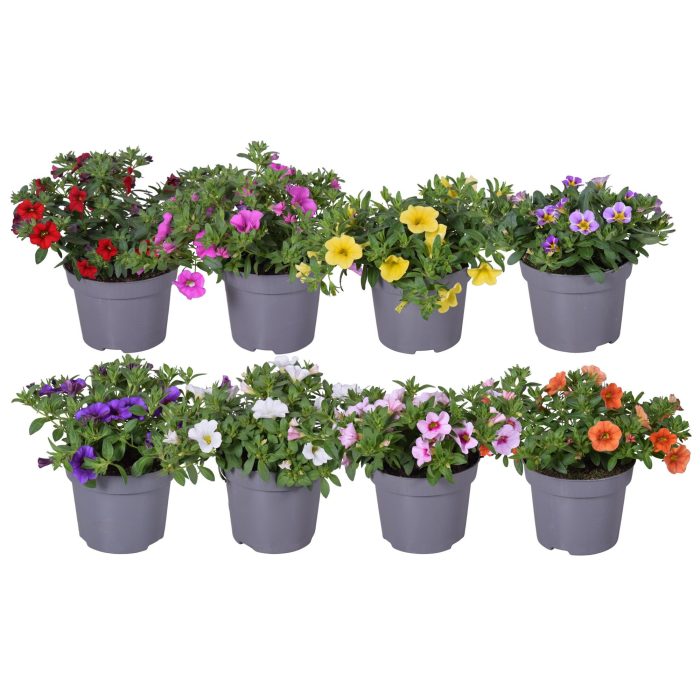 Calibrachoa mixlaag op kleur, D 12