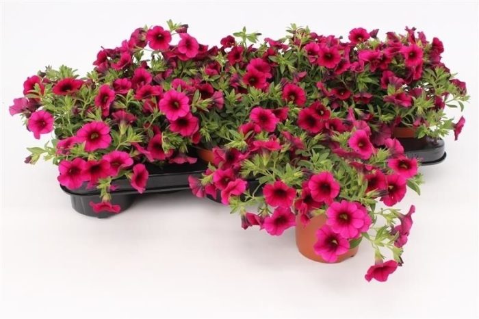Calibrachoa Purple, D 10,5