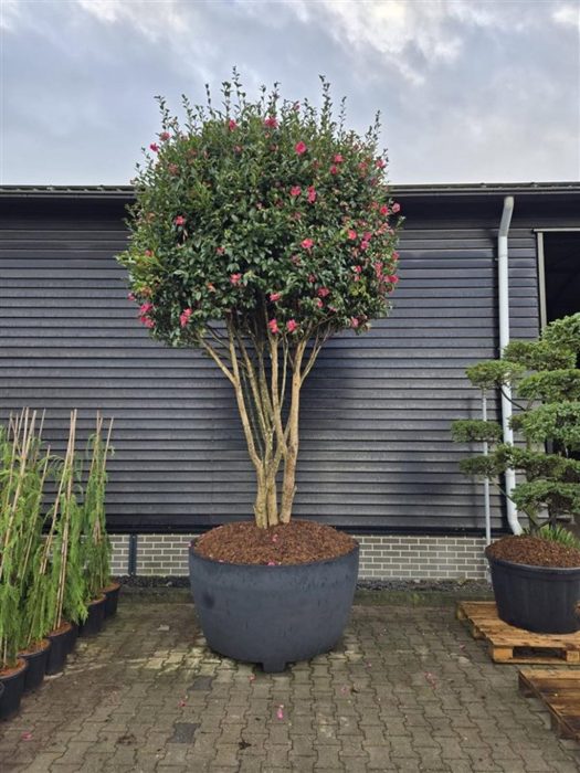 Camellia sas. 'Kanjiro', D 140