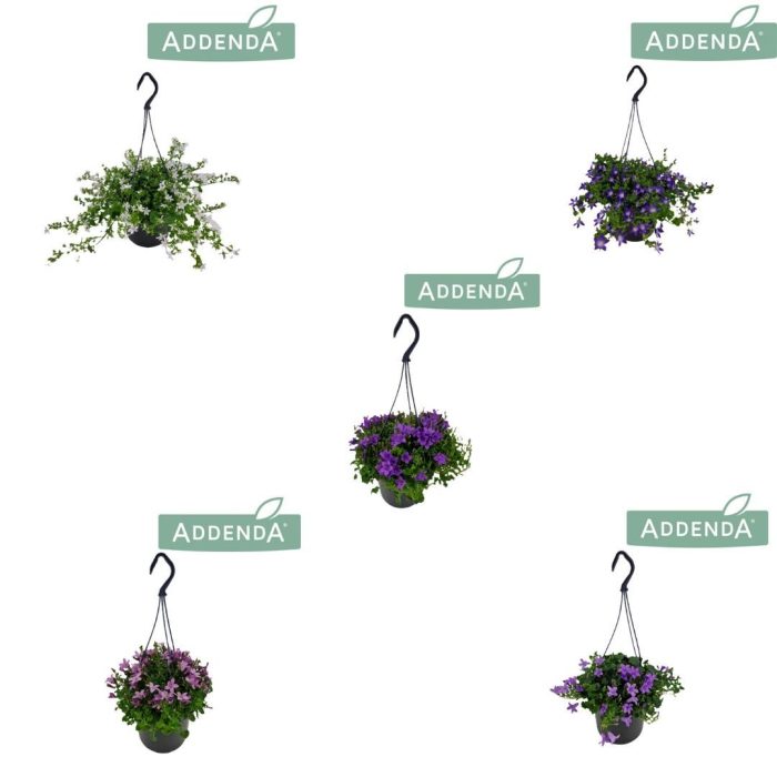 Campanula Addenda Mixtray 15 cm Hangpot, D 15,5