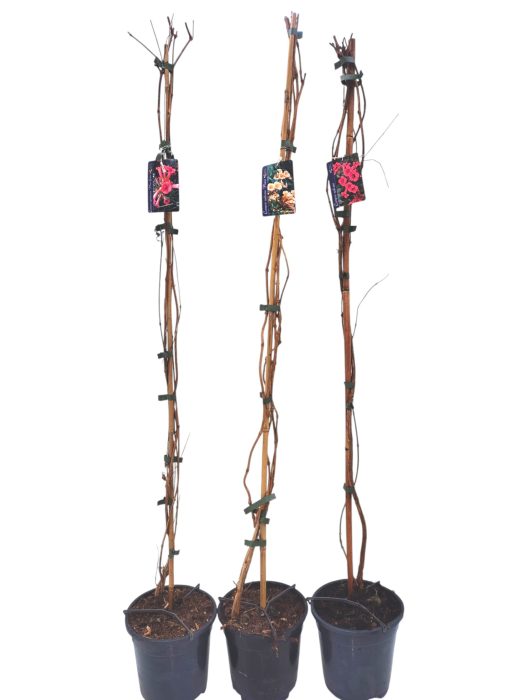 Campsis op stok gemengd 3 srt Radicans, MM Galen, Flava, D 17