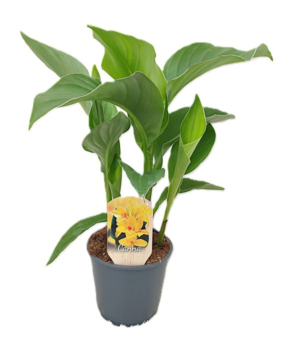 Canna Tenerife Zonder Bloem, D 14
